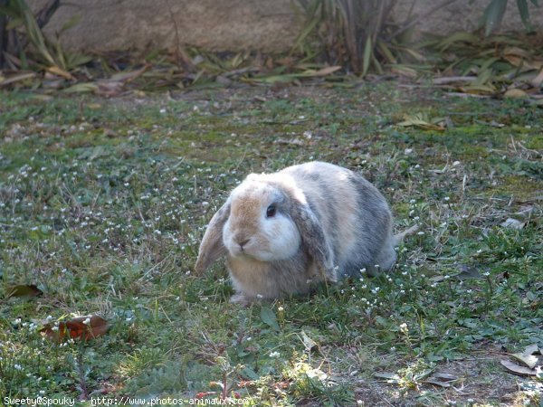 Photo de Lapin