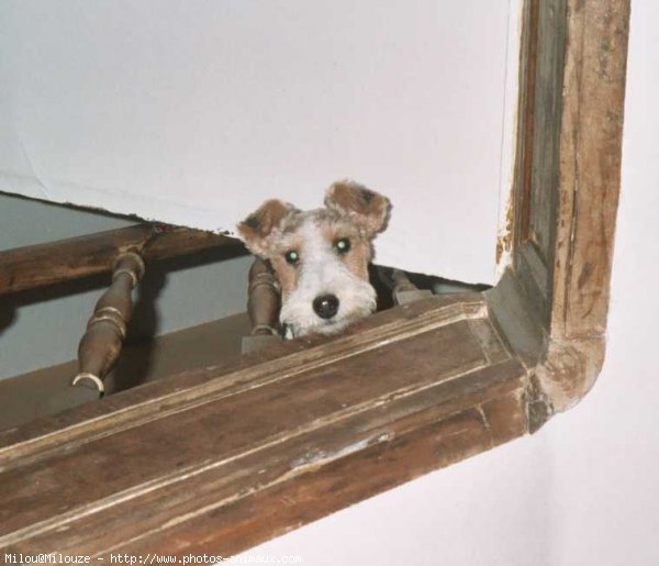 Photo de Fox terrier  poil dur