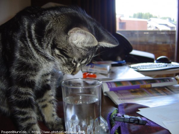 Photo de Chat domestique