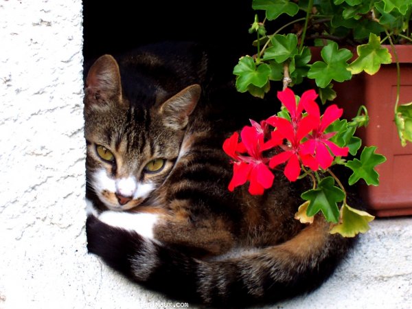 Photo de Chat domestique