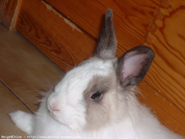 Photo de Lapin