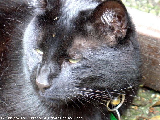 Photo de Chat domestique