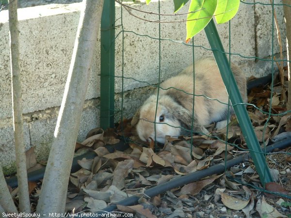 Photo de Lapin