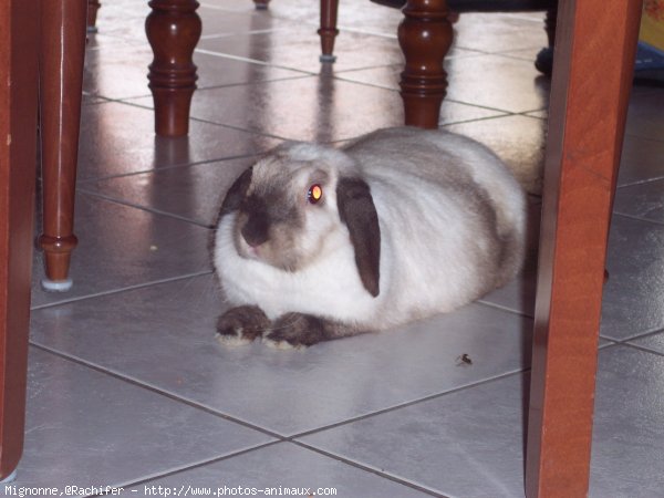 Photo de Lapin