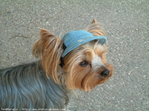 Photo de Yorkshire terrier