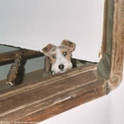 Photo de Fox terrier  poil dur