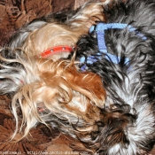 Photo de Yorkshire terrier