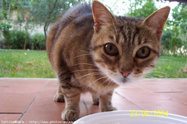 Photo de Chat domestique