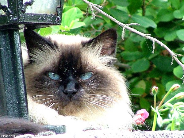 Photo de Sacr de birmanie