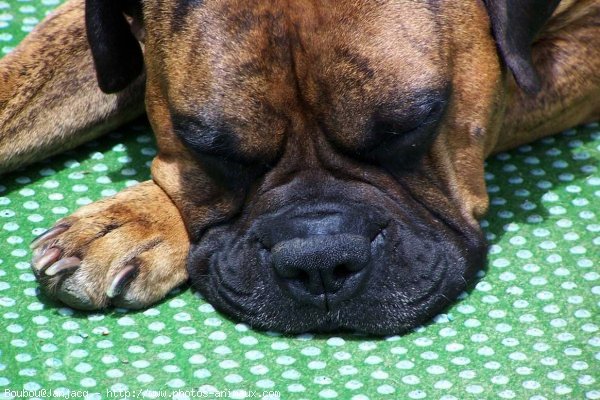 Photo de Boxer