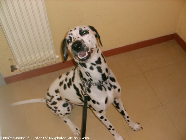 Photo de Dalmatien