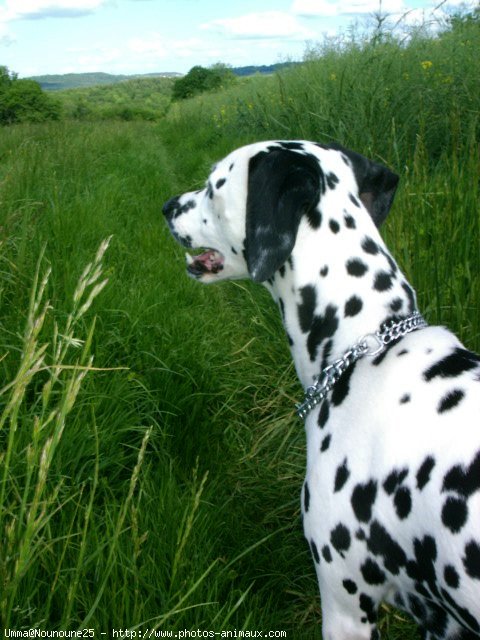 Photo de Dalmatien