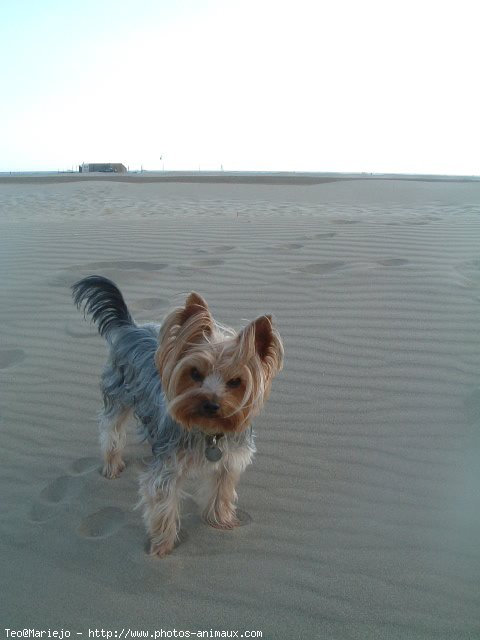 Photo de Yorkshire terrier