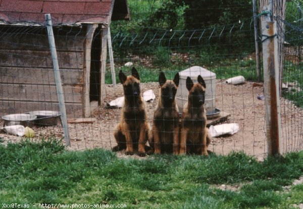 Photo de Berger belge malinois