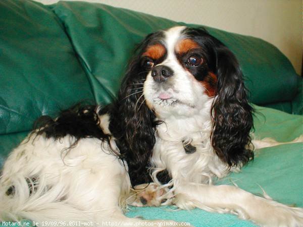 Photo de Cavalier king charles spaniel