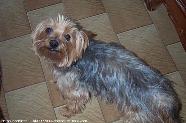 Photo de Yorkshire terrier