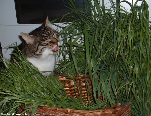 Photo de Chat domestique