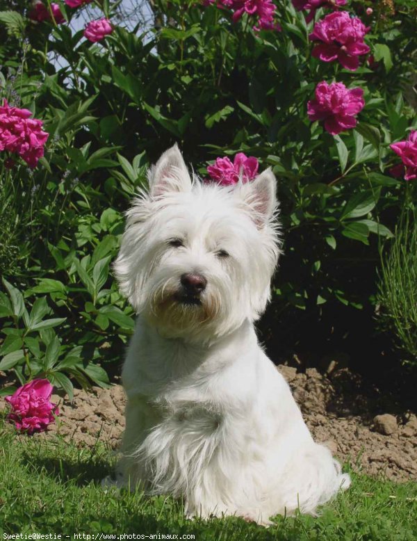 Photo de West highland white terrier