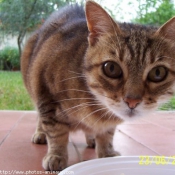 Photo de Chat domestique