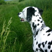 Photo de Dalmatien