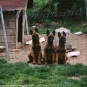 Photo de Berger belge malinois