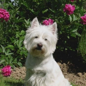 Photo de West highland white terrier