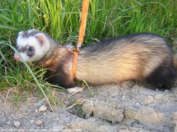 Photo de Furet