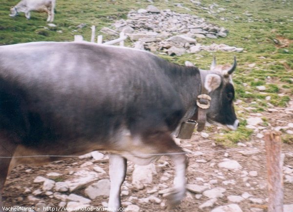 Photo de Vache