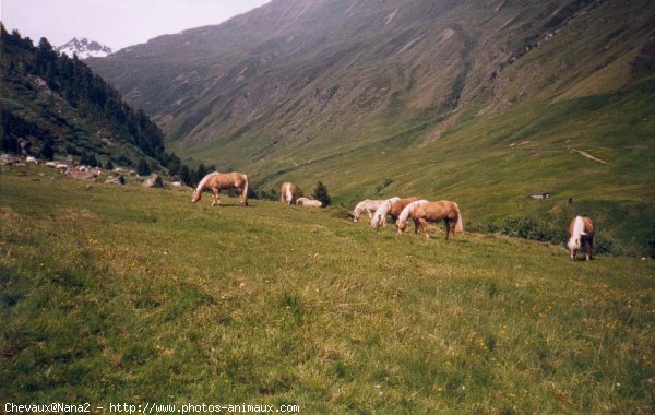 Photo de Haflinger