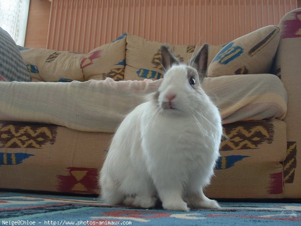 Photo de Lapin