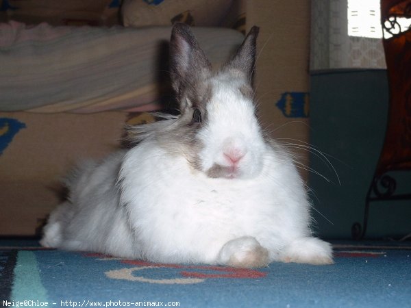 Photo de Lapin