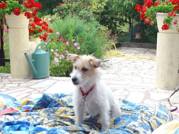 Photo de Jack russell terrier