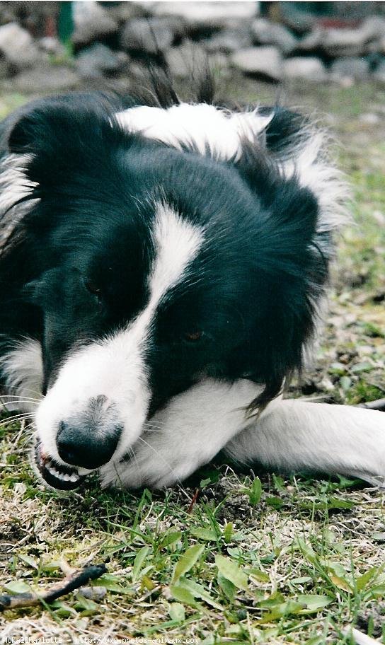 Photo de Border collie