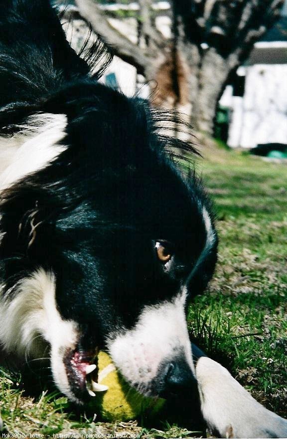 Photo de Border collie