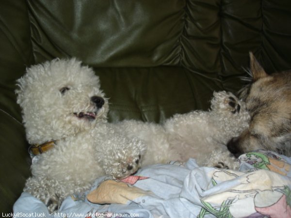 Photo de Bichon  poil fris