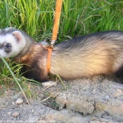 Photo de Furet