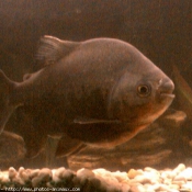 Photo de Poissons exotiques