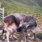 Photo de Vache