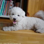 Photo de Bichon  poil fris