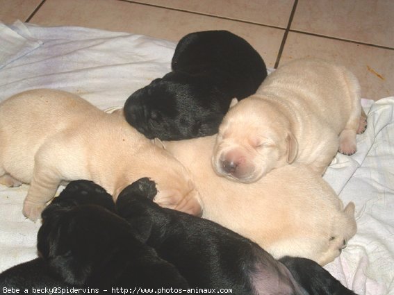 Photo de Labrador retriever