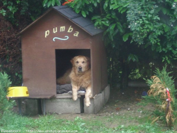 Photo de Golden retriever