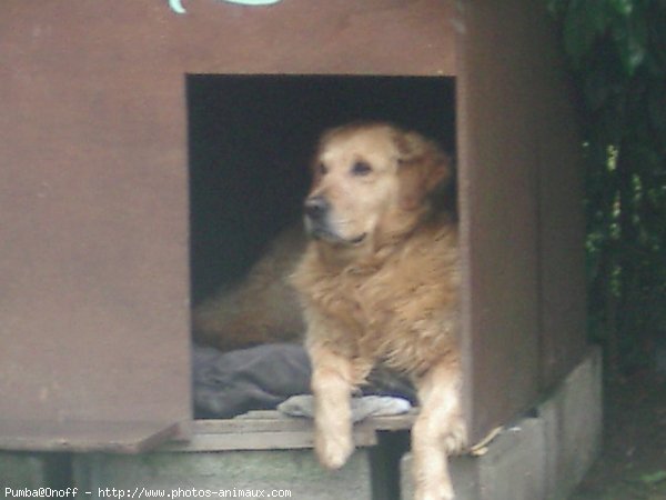 Photo de Golden retriever