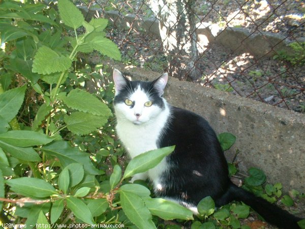 Photo de Chat domestique