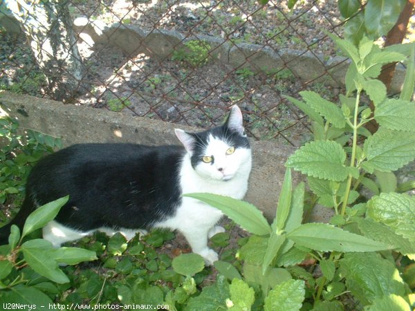 Photo de Chat domestique