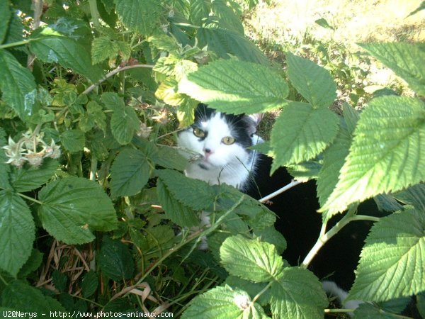 Photo de Chat domestique