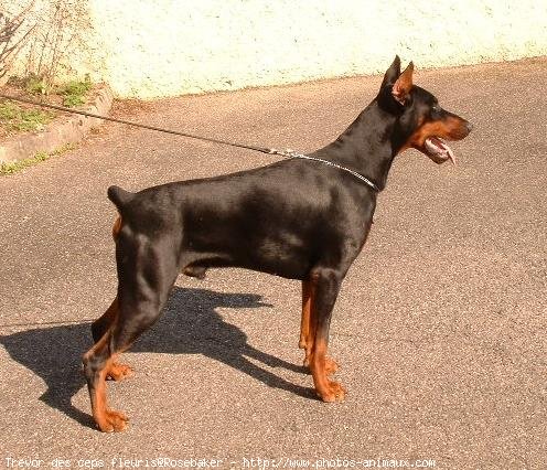 Photo de Dobermann