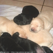 Photo de Labrador retriever