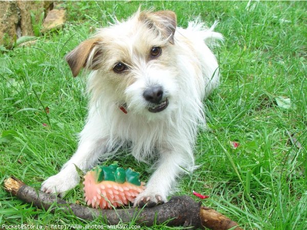 Photo de Jack russell terrier