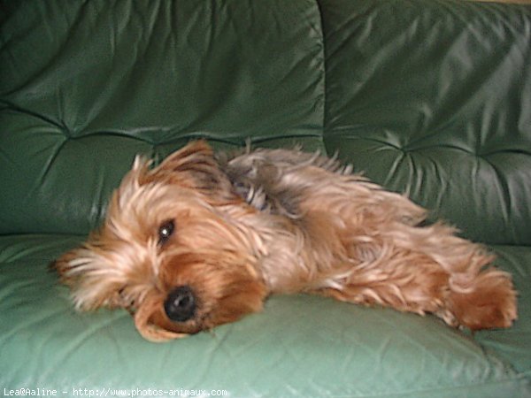 Photo de Yorkshire terrier