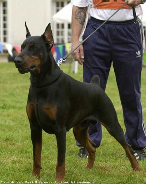 Photo de Dobermann